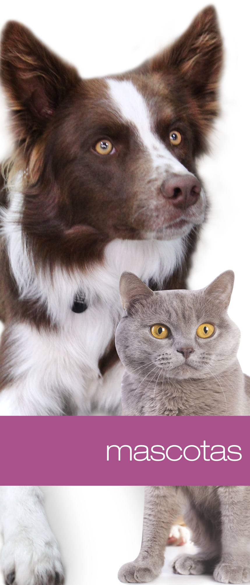 Mascotas